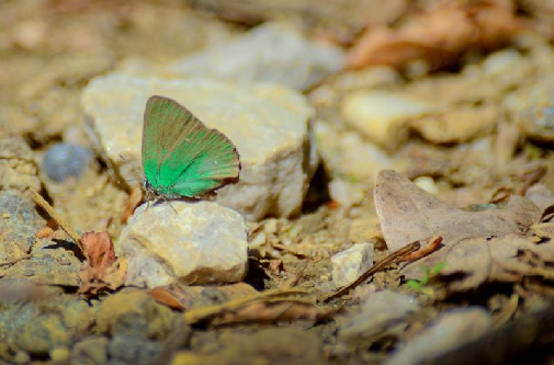 zeleni robidar (Callophrys rubi)