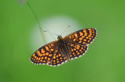 navadni pisanček (Melitaea athalia)